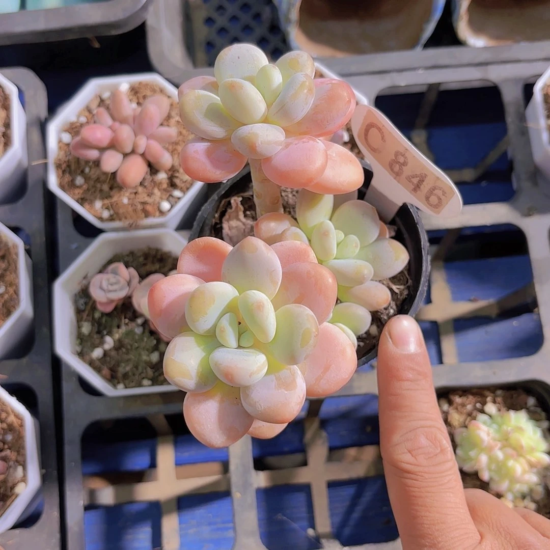 C846洛神yi wu yi pai