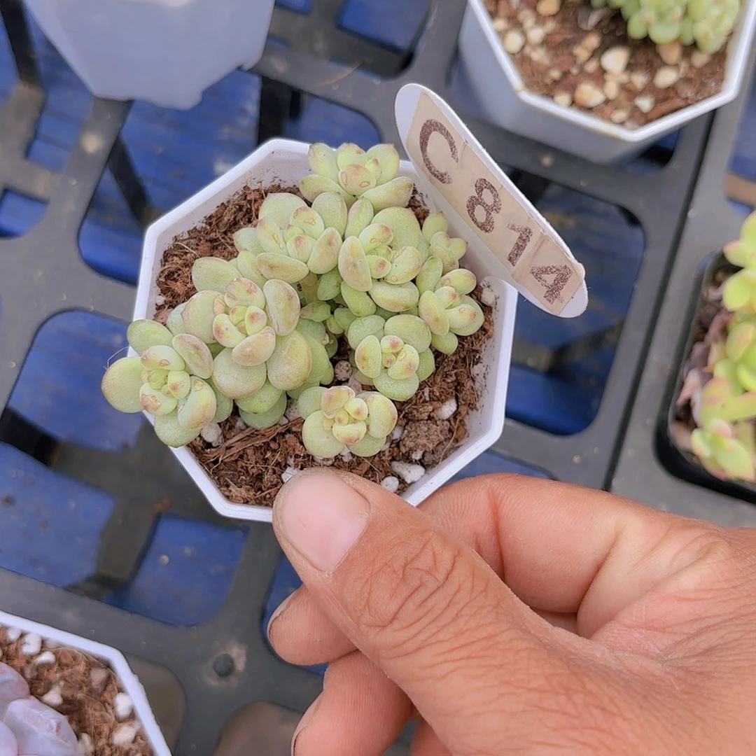 C814阳光玫瑰一物一拍