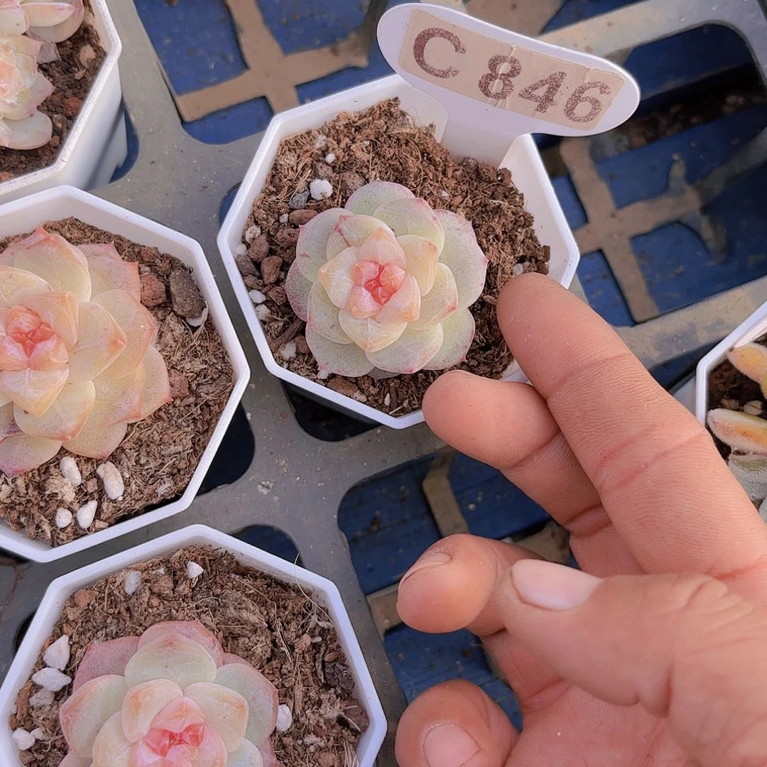 C846珍珠贝母一物一拍