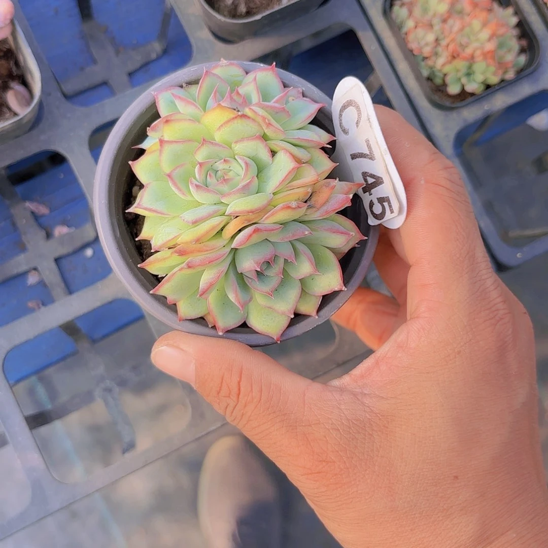 C745侧影yi wu yi pai