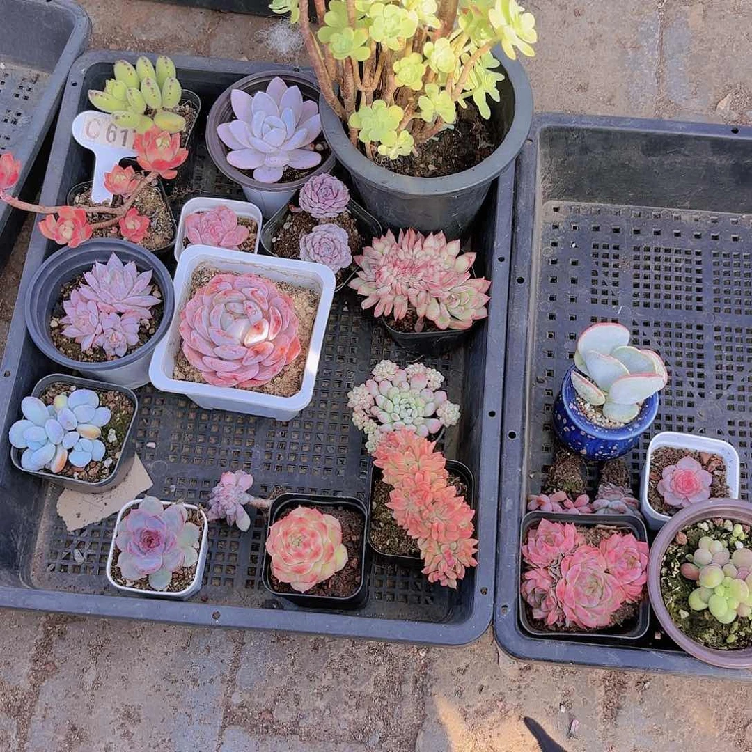 鹿**?南北一物一拍一筐