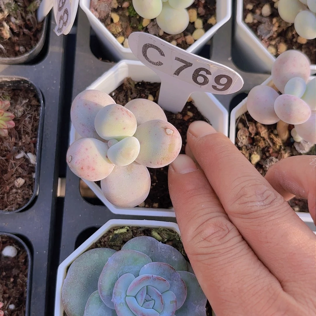 C769奶酪一物一拍