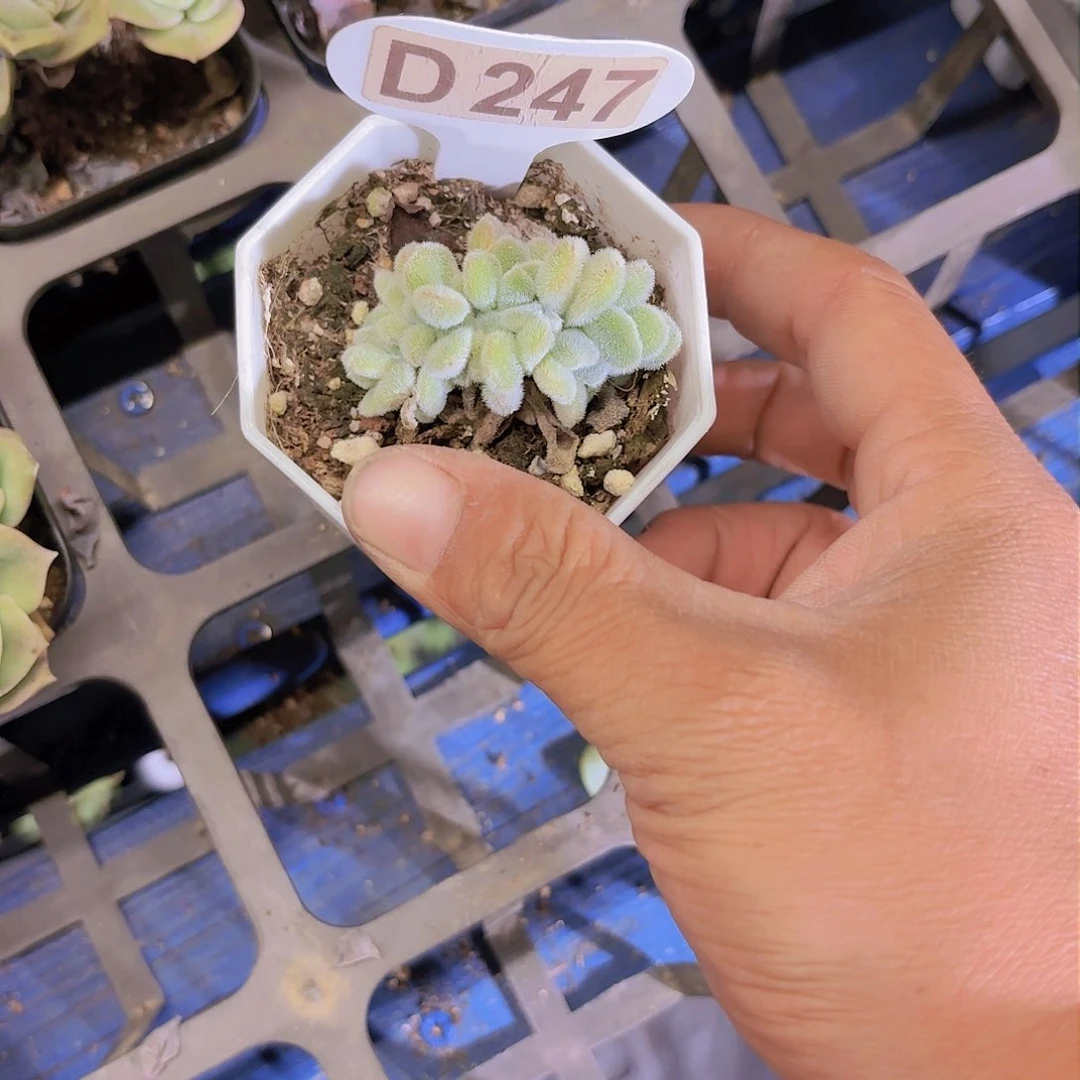 D247雪黄兴缀一物一拍