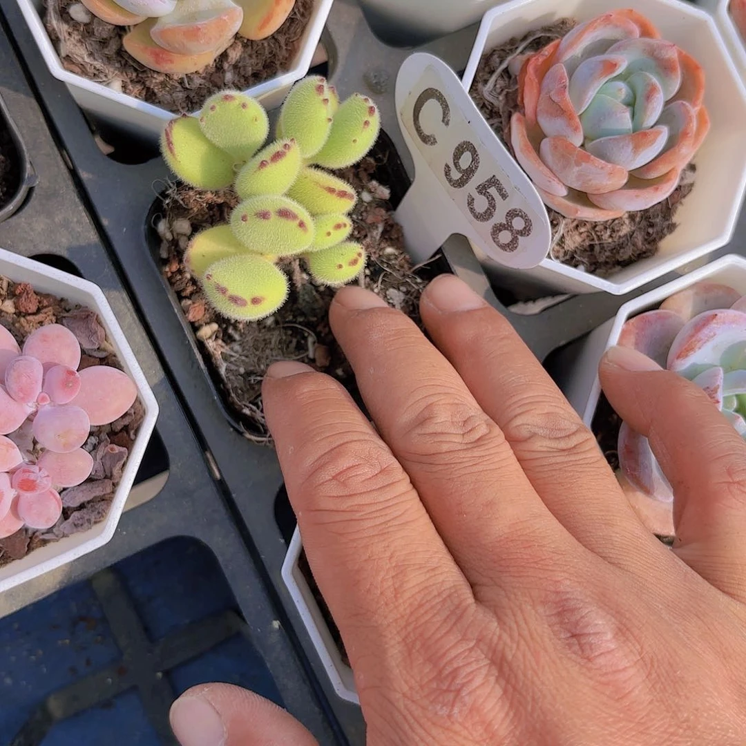 C958熊童子yi wu yi pai多肉