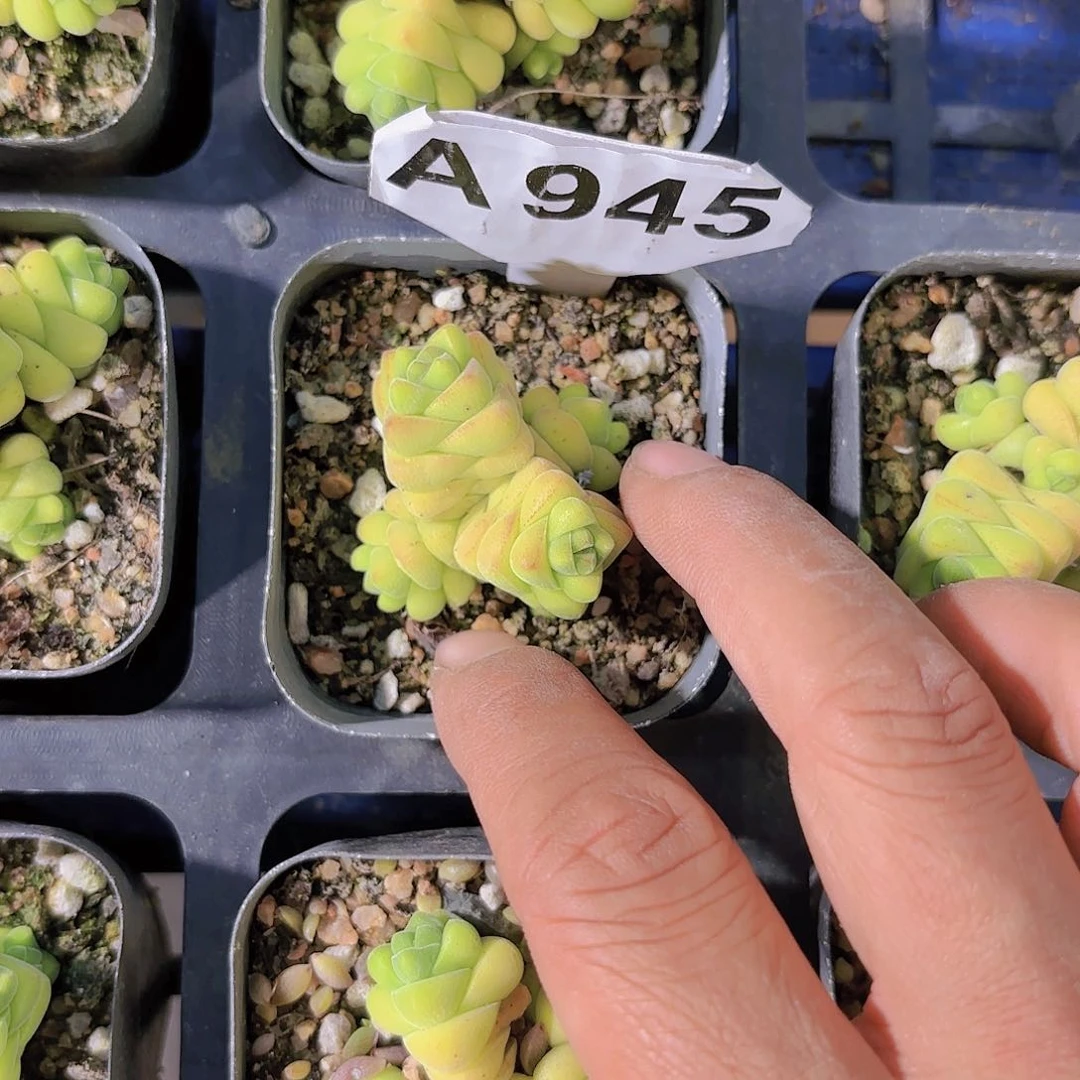 A945寿无限一物一拍