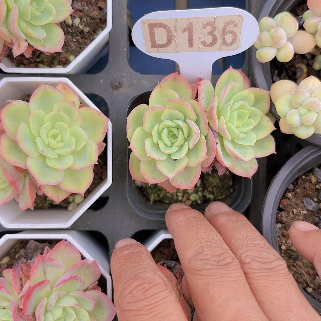 悦*-D136哈密瓜一物一拍