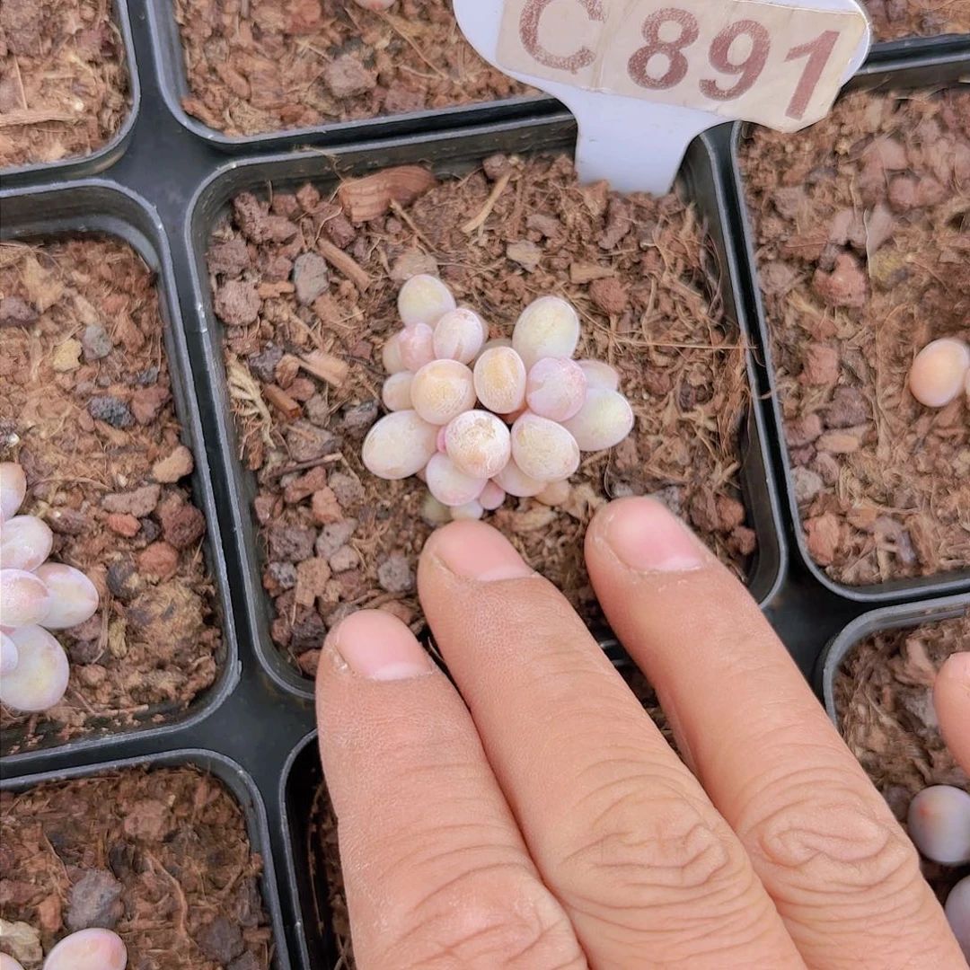 C891奶酪一物一拍