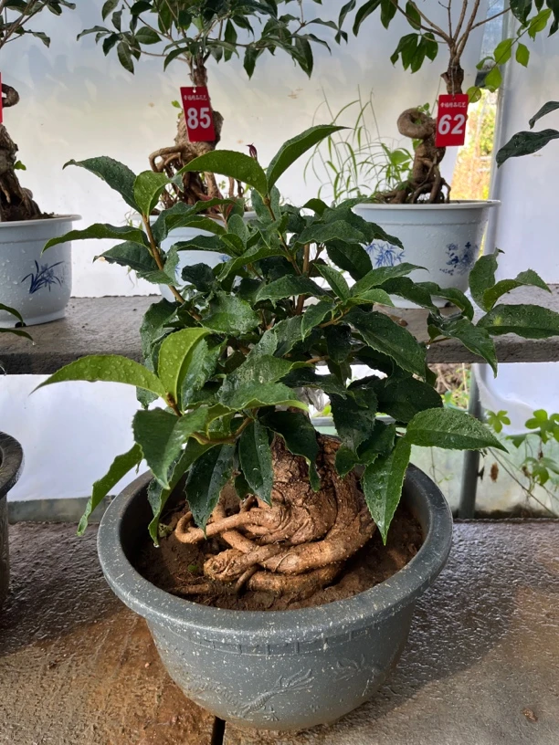 四季桂花浓香型造型小盆栽（直播间一物一拍）