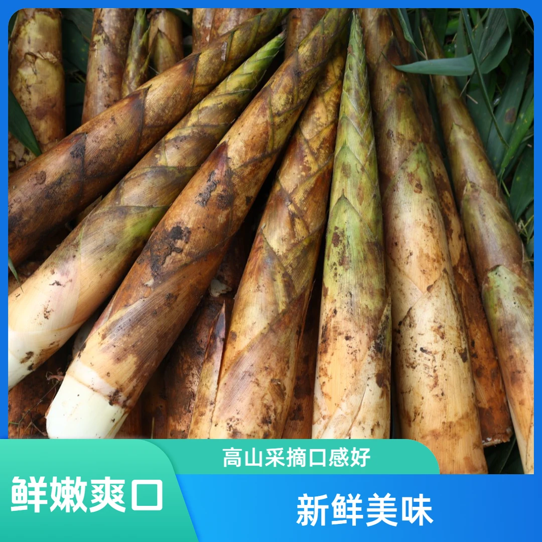 水尾高山新鲜带壳刺竹笋代烤干笋