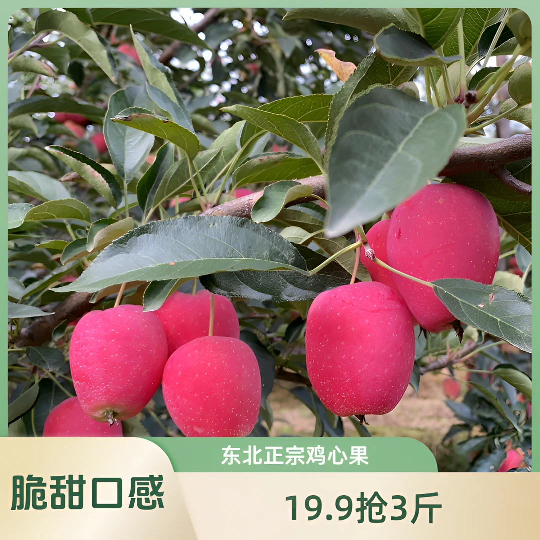 秋季助农19.9抢3斤东北正宗鸡心果脆甜口感多汁树上采摘发货包邮