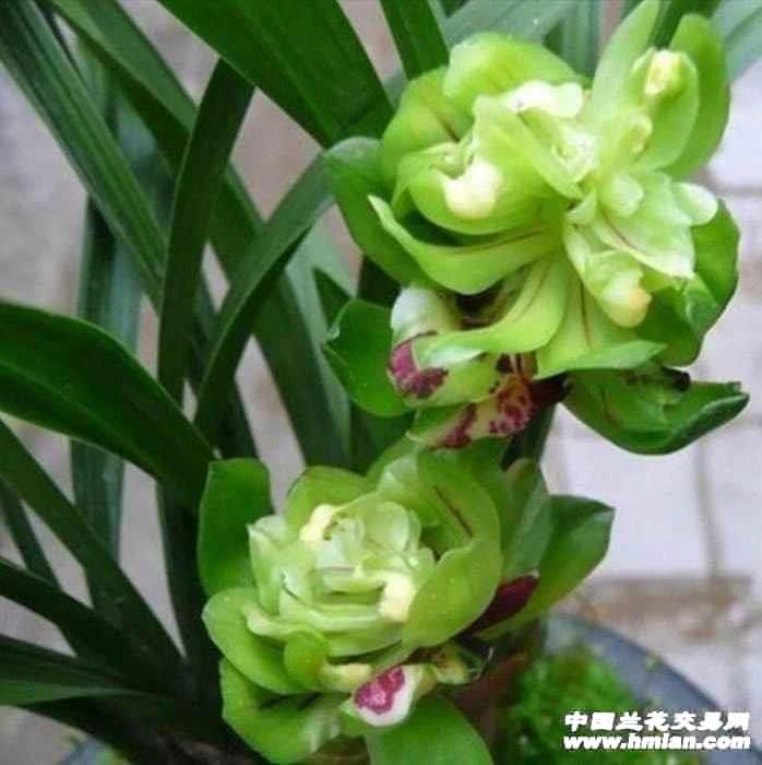 秋枝/系列/精品/绿云牡丹