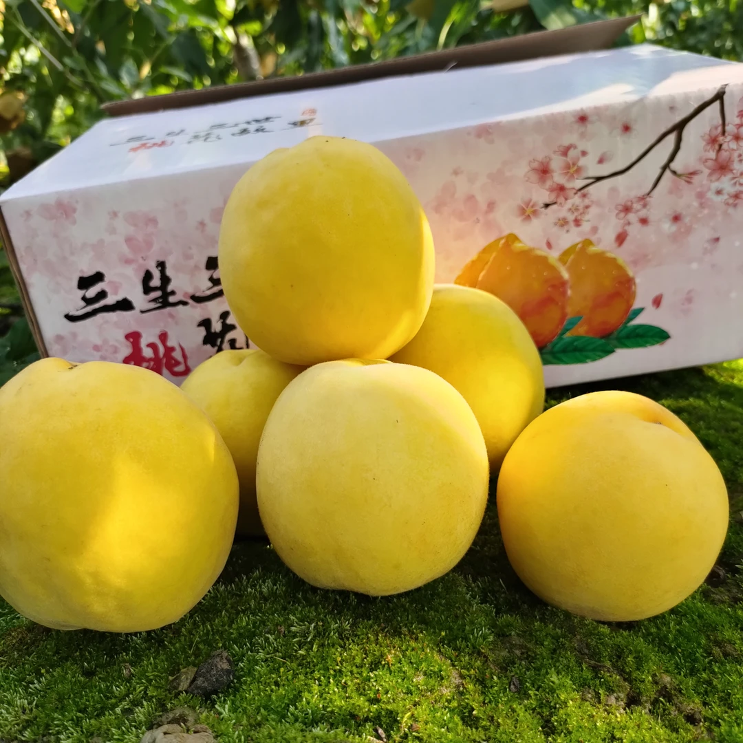 【三生三世】湖北露天黄桃水果黄桃【顺丰包邮】