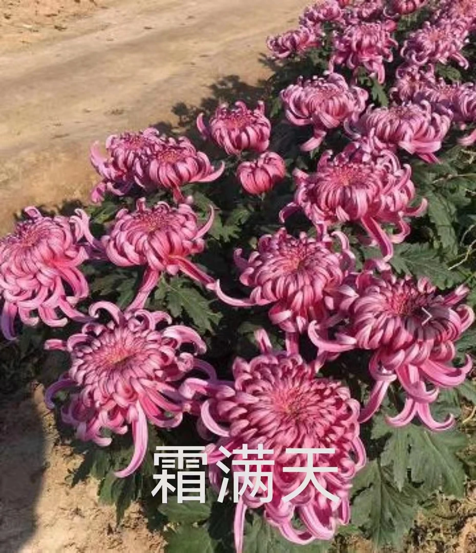 霜满天大花对品种中苗包