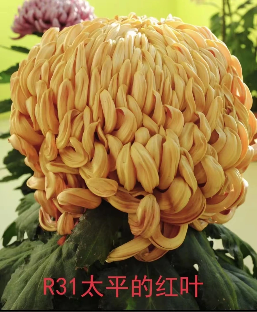 太平的红叶大花对品种中苗包