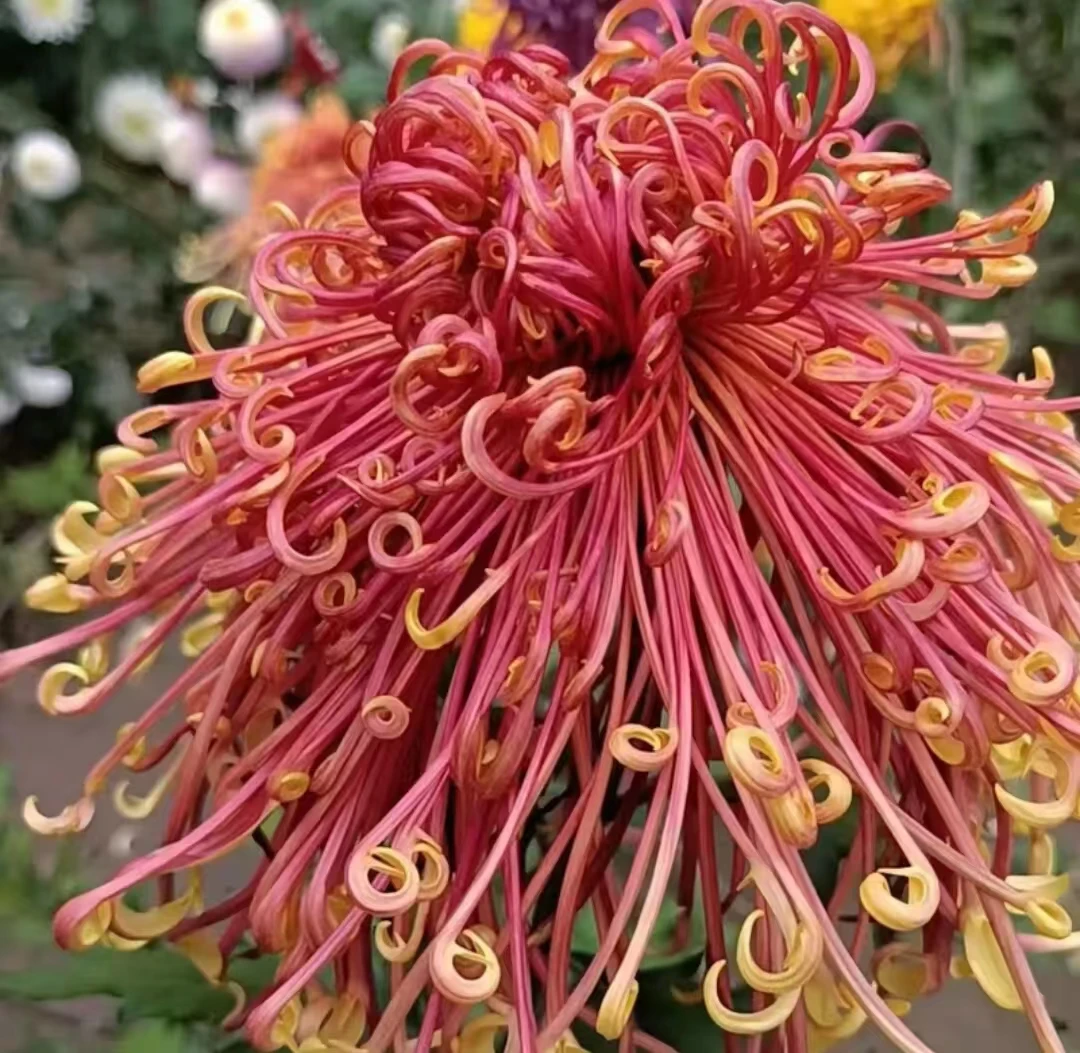 盘龙舞凤菊花大苗盆栽少量花苞