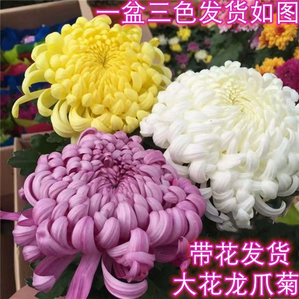 龙爪菊  大菊国华菊 带花苞发货根系发达好养活三色