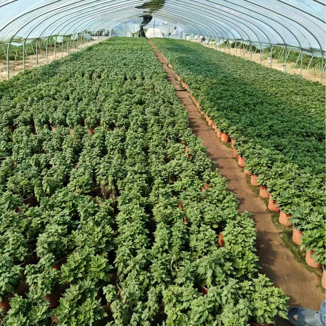 清棚菊花老根剪花发断枝断叶不售后介意勿拍