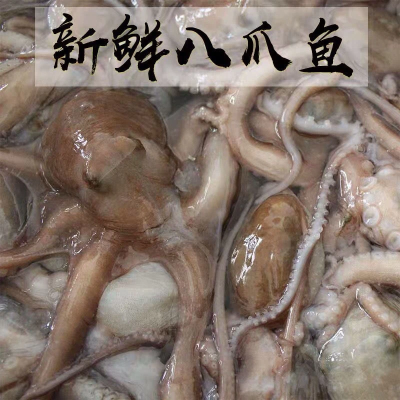 连云港鲜活冷冻长腿八爪鱼