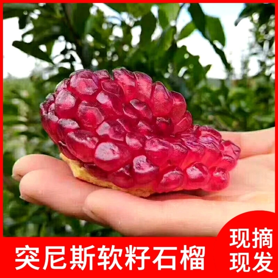 【顺丰发货】真正成熟期采摘突尼斯软籽石榴