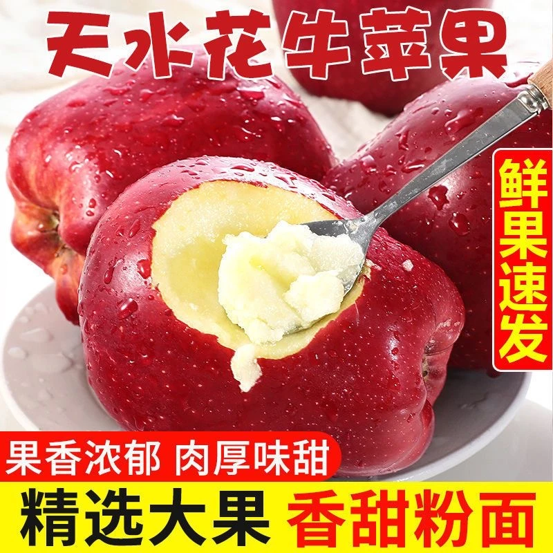 甘肃花牛苹果粉面松脆宝宝辅食细腻当季新鲜水果5斤包邮香甜