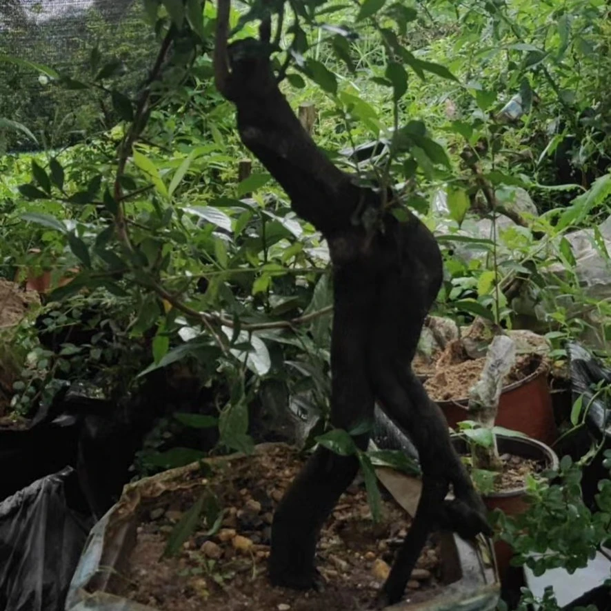 盆景素材绿植园艺