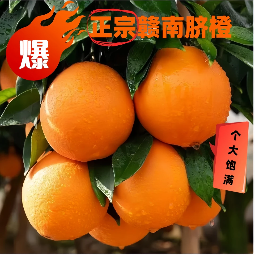 赣南脐橙新鲜采摘现摘现发江西赣南原产地直发阳光橙子树上自然熟