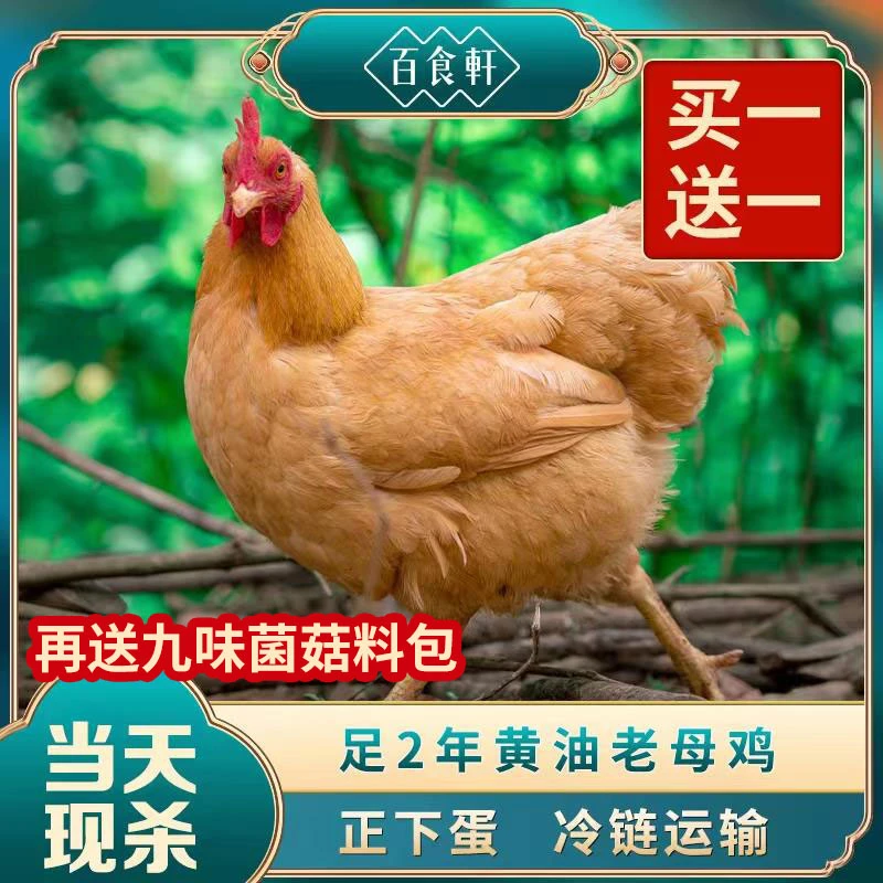 【冷链运输】 百食轩 大别山黄油老母鸡正宗农家土鸡草鸡2只总