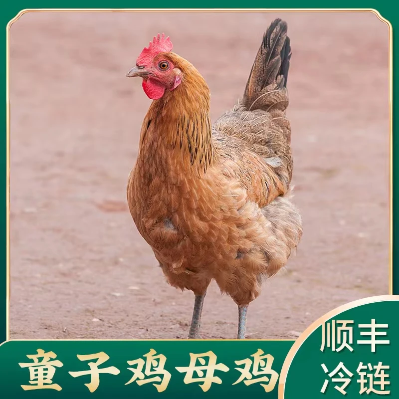 【浮力】拍一发三 黑脚童子鸡 正宗生态土鸡1.8-2斤/只