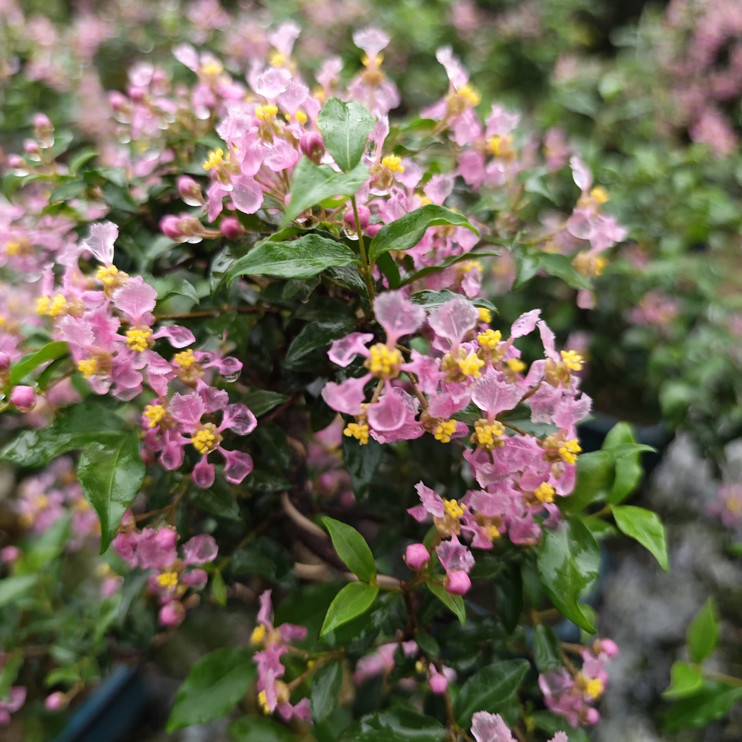 一物一拍花卉盆景好养易活室内茶几书房绿植客厅办公室桌面植物