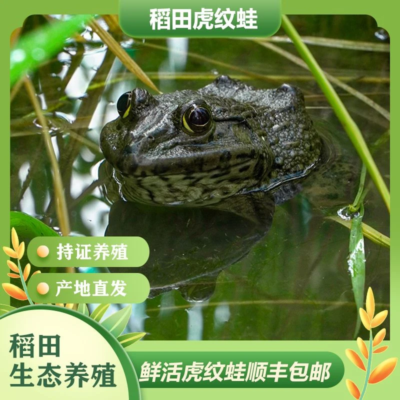 稻田蛙3只体验装场地直发精品生态蛙正宗田鸡活蛙鲜活发货包活