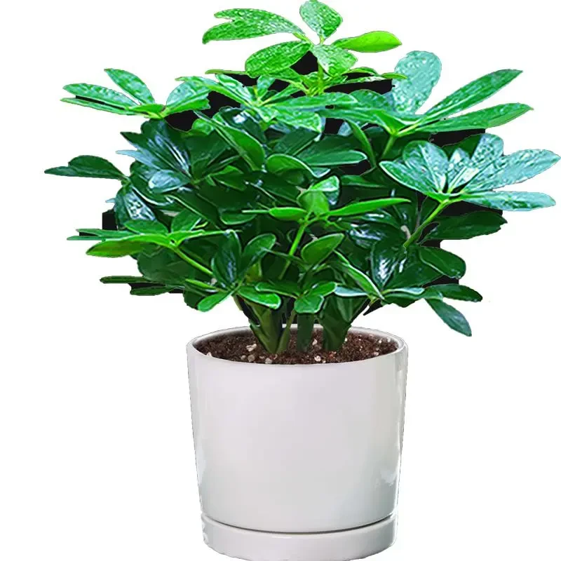鸭脚绿萝绿植盆栽招财树客厅八方来财盆景水培好养水培美观种植