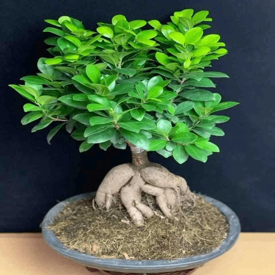 小叶榕树适合盆栽的植物花卉绿植盆景实物阳台地瓜榕老桩发财树