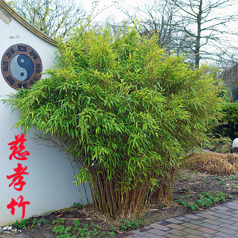 丛生竹慈孝竹连体窝竹庭院户外小型观赏竹子苗四季常青阳台盆栽竹