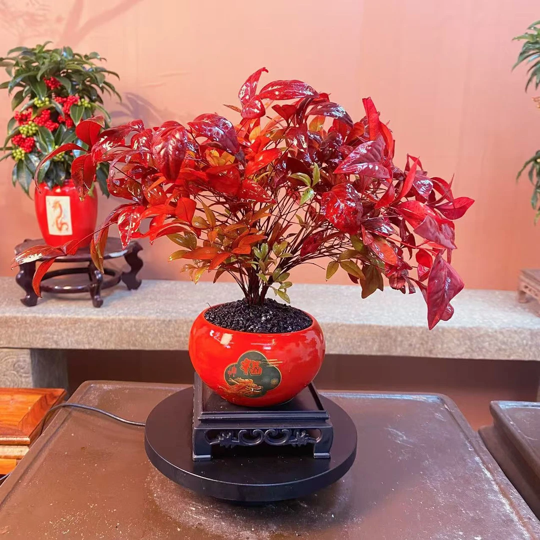 火焰南天竹盆栽观叶小盆景好养易活耐寒绿植书房茶桌禅意微景观