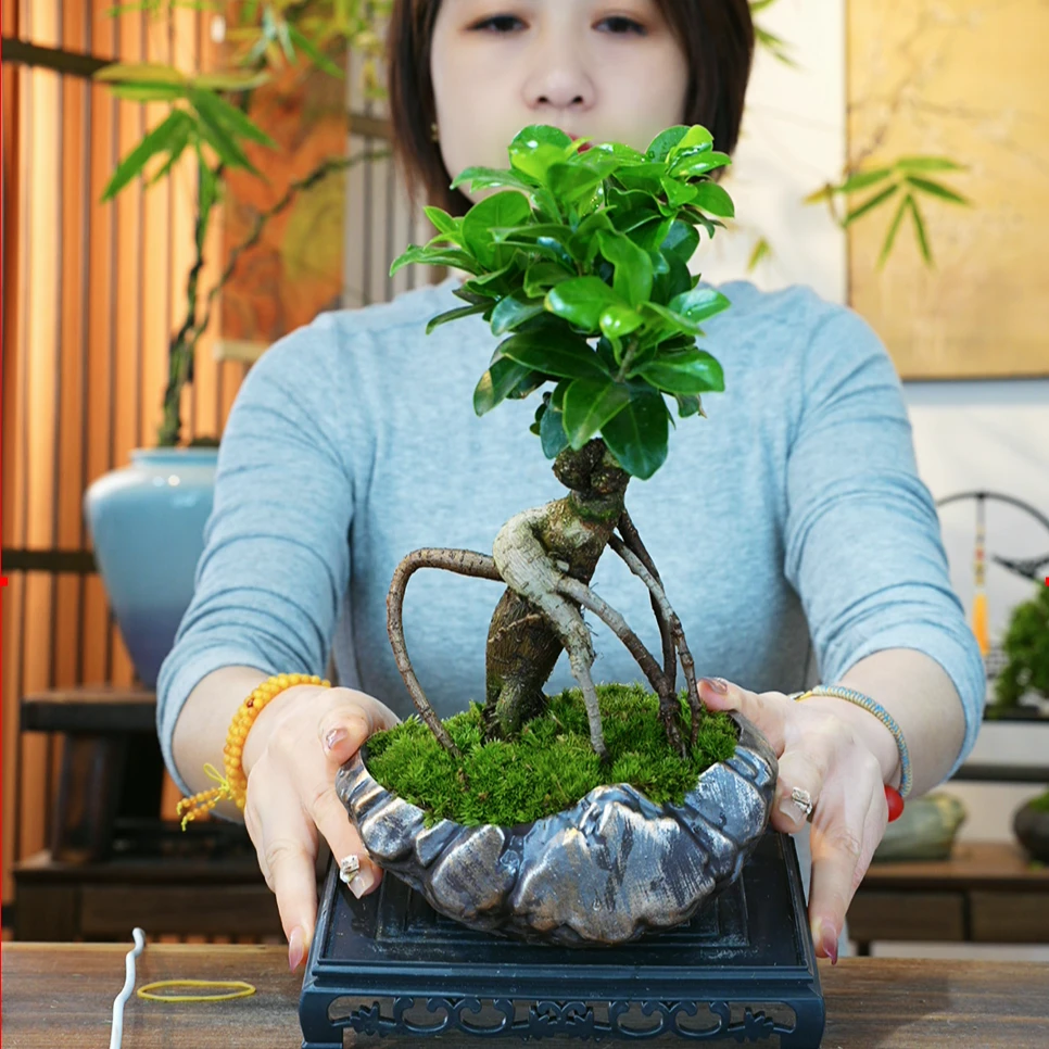 人参榕小叶榕树造型盆景室内阳台植物盆栽绿植地瓜榕老桩易养四季