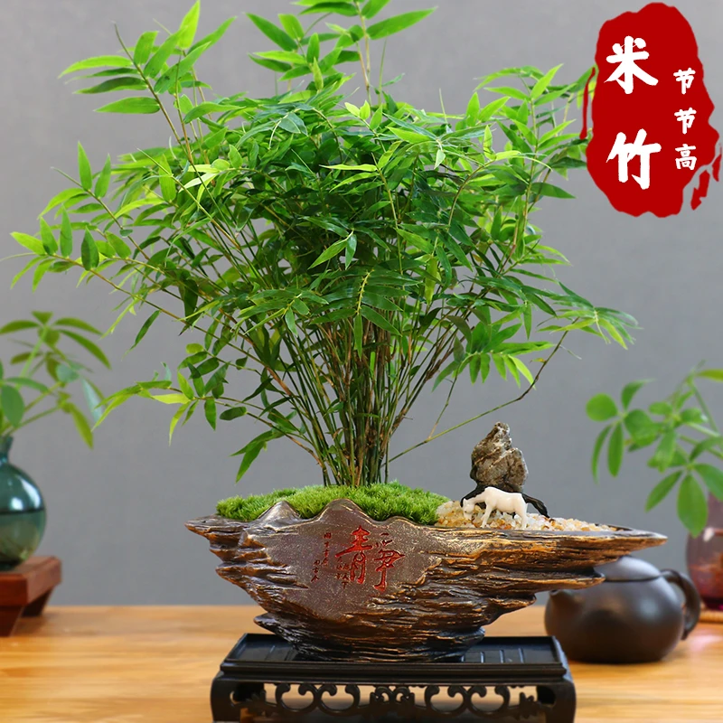 禅意米竹水培植物室内盆栽微观盆景凤尾竹观音竹观赏竹子小米竹