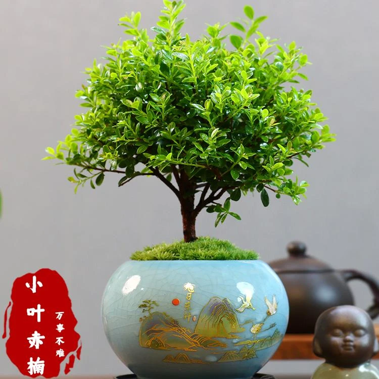小叶赤楠老桩盆景苗植物花卉微景观水培办公室内好养四季常青盆栽