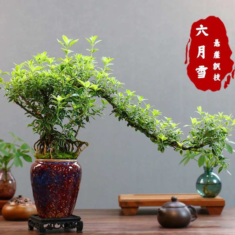 金边六月雪悬崖室内造型开花小盆栽禅意盆景小老桩桌面办公室植物