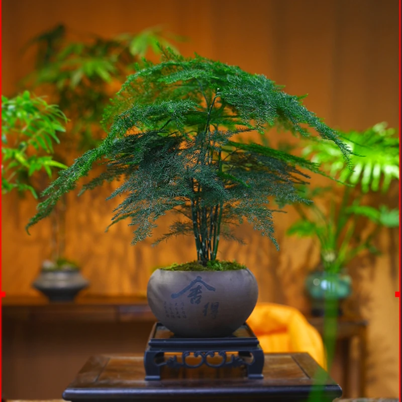 禅意文竹盆栽植物室内花卉盆景客厅办公室桌面小绿植好养四季常青