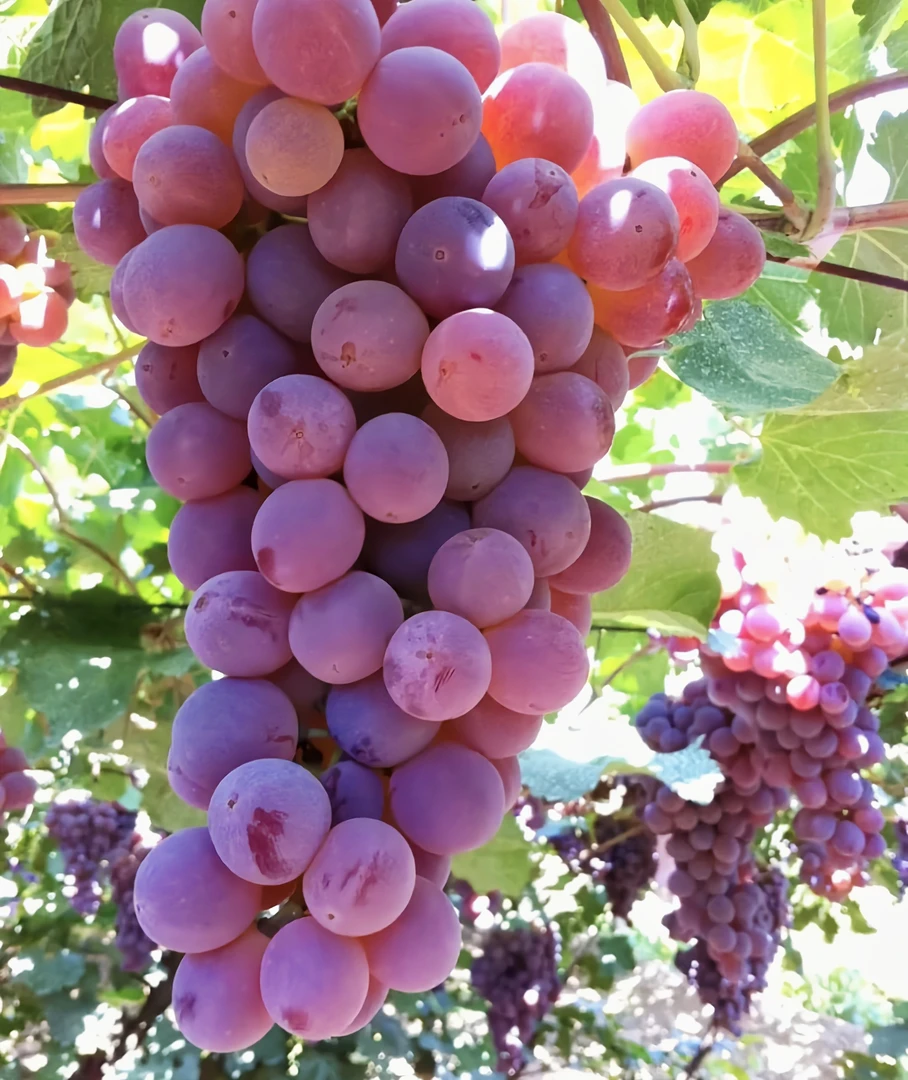 本地龙眼葡萄一斤