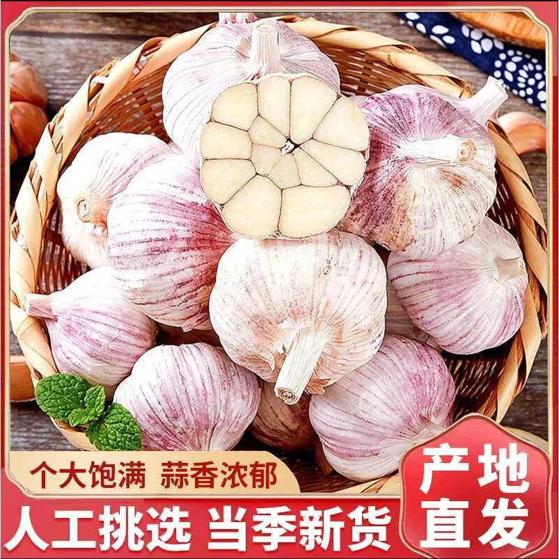 【亏本甩卖】山东金乡大蒜农家自种干蒜头大蒜头大蒜紫皮大蒜种植