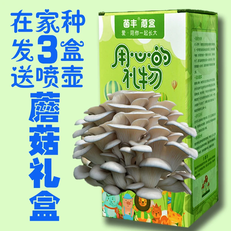【蘑菇盒子】食用菌蘑菇种植包菌菇包儿童礼品 家庭盆栽diy精灵考拉
