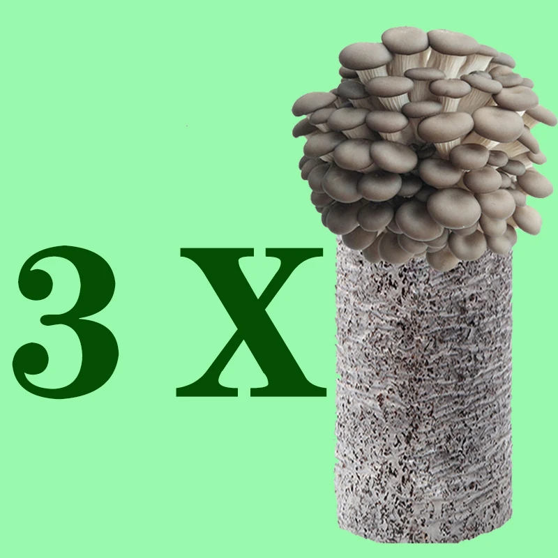 非常好养平菇菌包发3大包蘑菇菌包喷水就长菌菇种植蘑菇种蘑菇