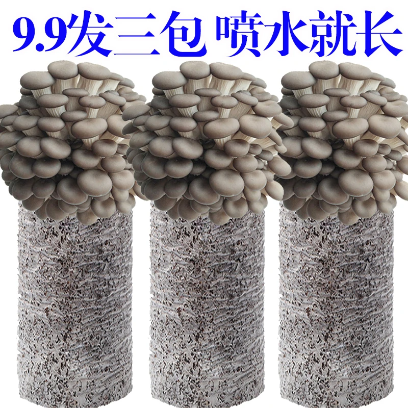 【四季都能养】蘑菇菌包菌菇种植包食用菌菌棒平菇菌包好养喷水就长