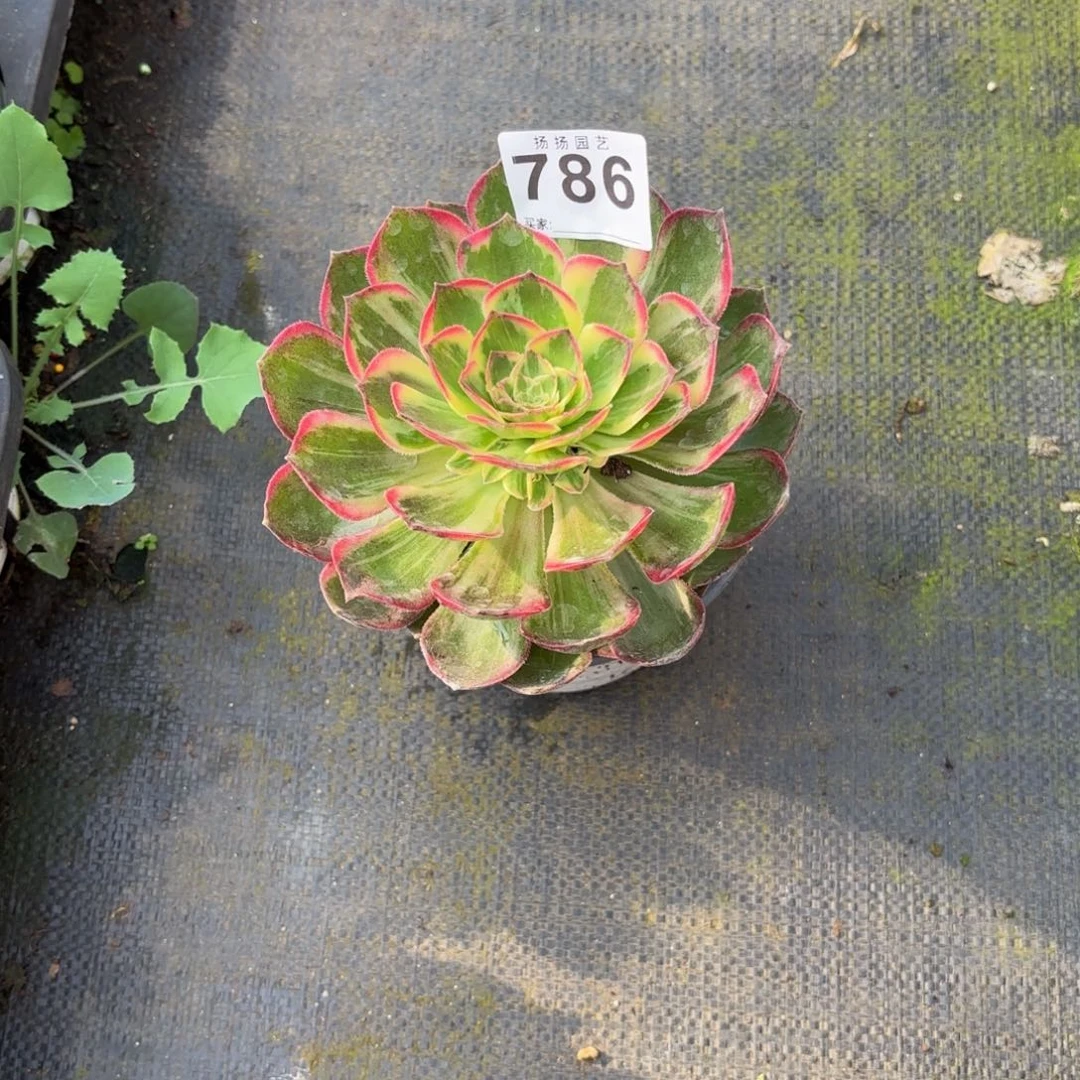 云*1234567  786发货