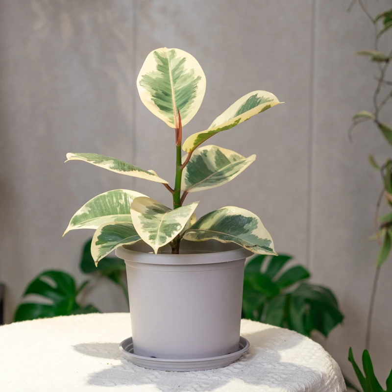 花金刚橡皮树 喜光桌面盆栽 懒人植物美观净化空气绿色植物