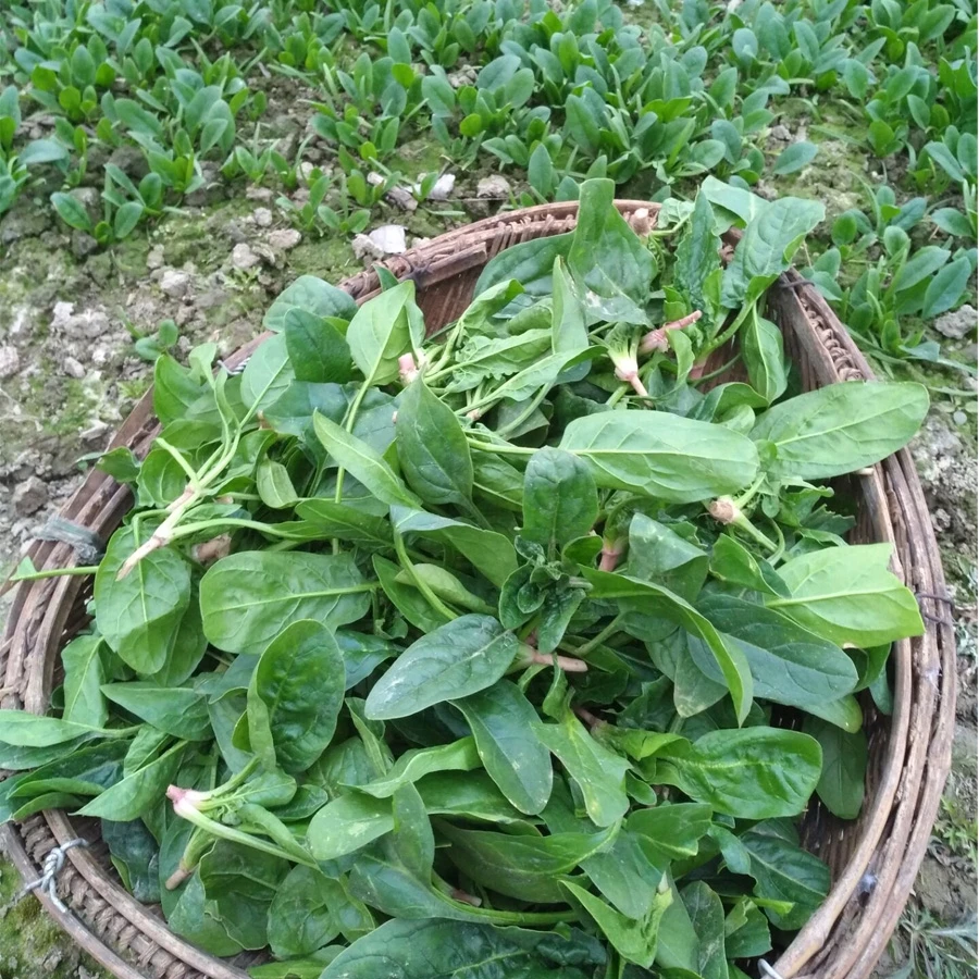 农家自种新鲜露天菠菜绿色蔬菜小菠菜冬季蔬菜露天打霜小叶火锅菜