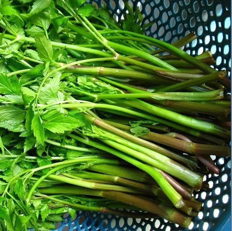 现采现发野生水芹菜 新鲜野芹菜湖南当季生鲜蔬菜野菜1/3/5斤包邮