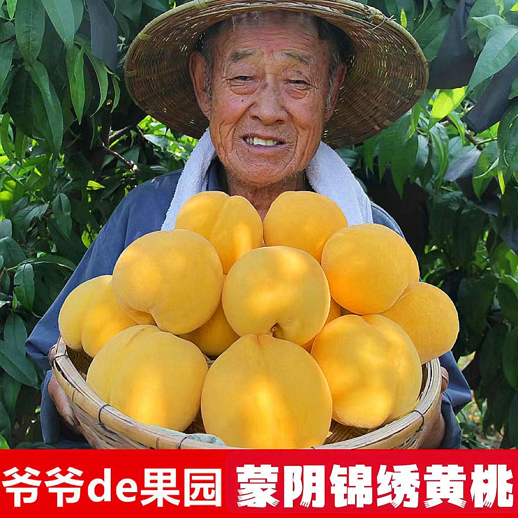 山东蒙阴锦绣桃子黄桃香甜新鲜水果当季黄毛桃高山新鲜桃子黄桃