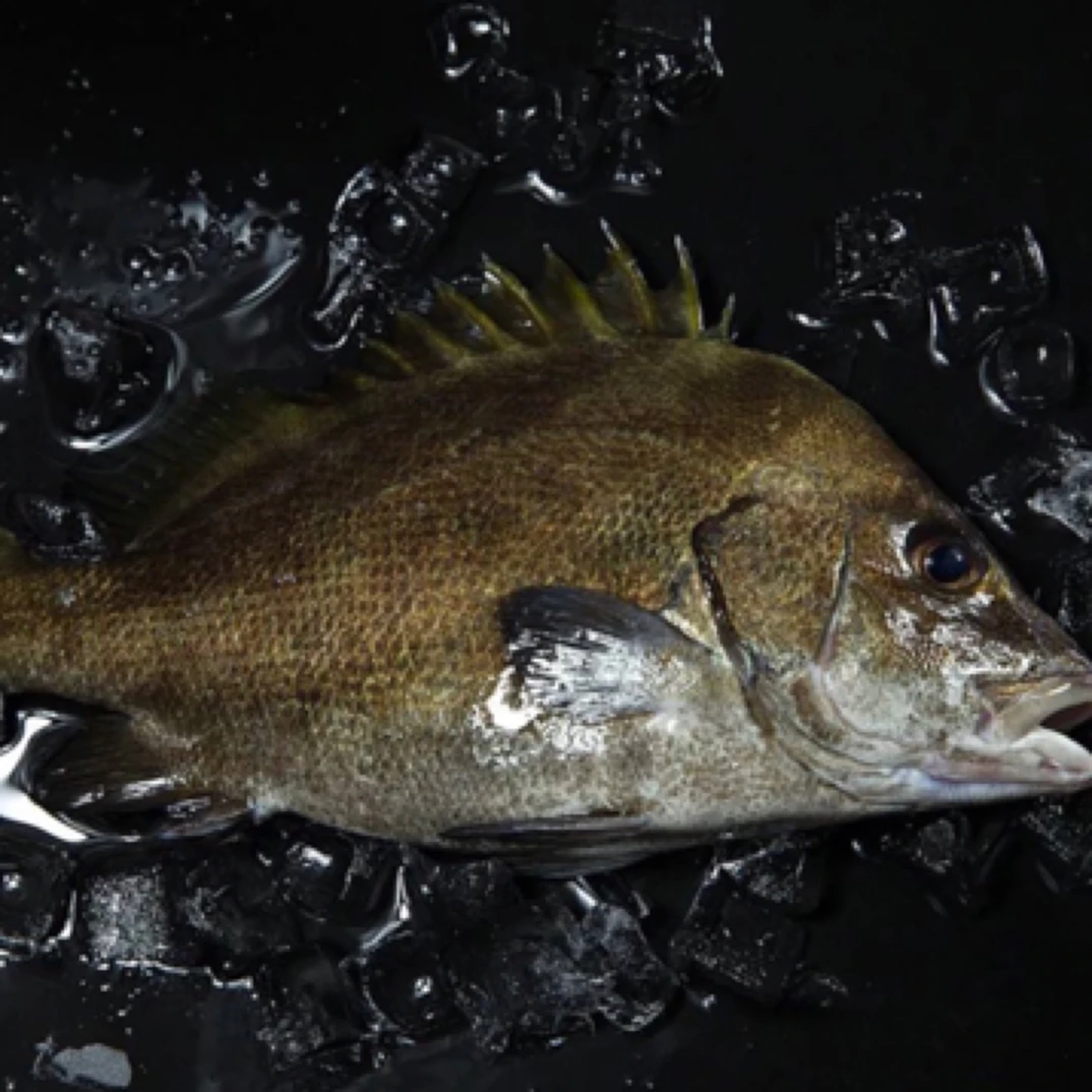 霞鲜生 严选。东海海捕海鱼。保底十斤